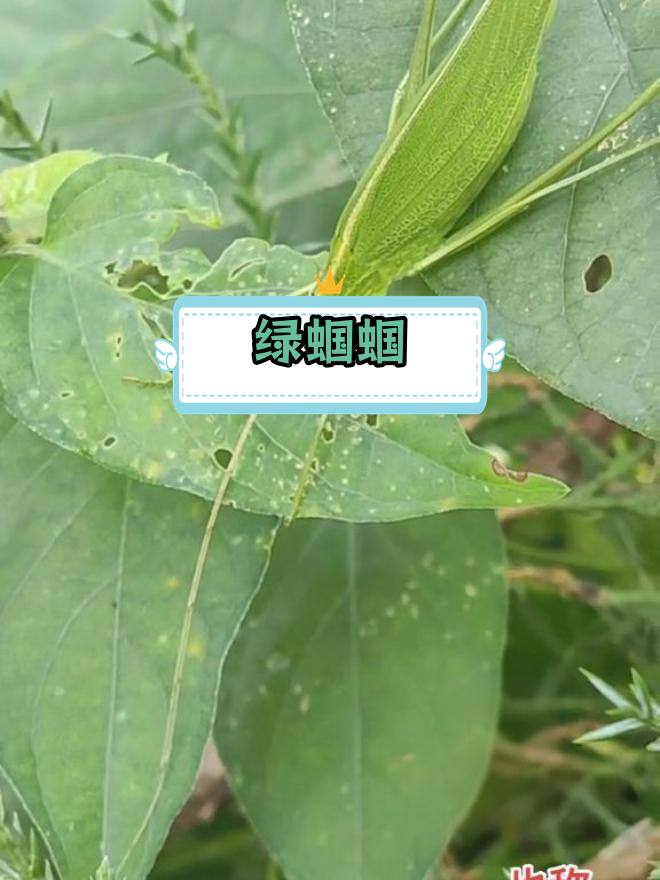 螽斯:绿色长鞭状昆虫