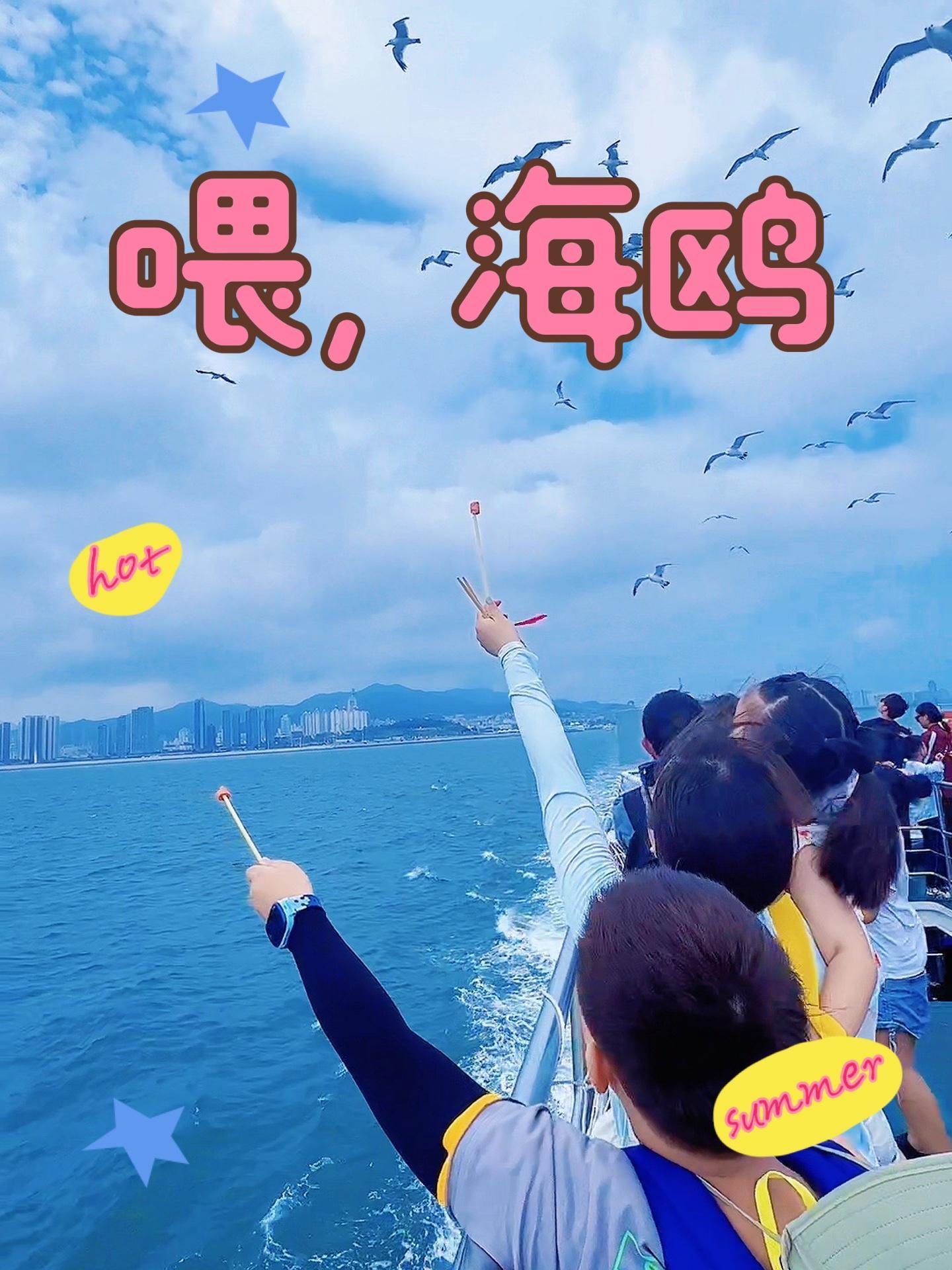 心心念念的海鸥终于喂到了威海 喂海鸥 刘公岛 鸡鸣岛 海驴岛