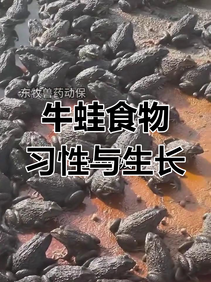 牛蛙的食物习性大揭秘:从蝌蚪到成蛙的食性变化