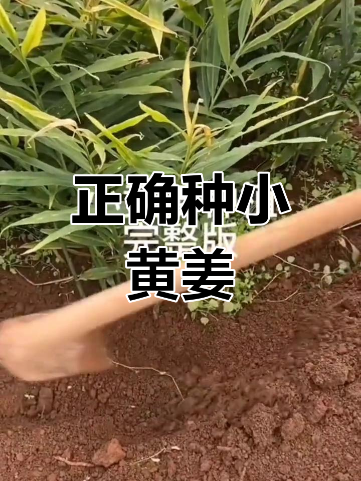 黄姜种植方法图片