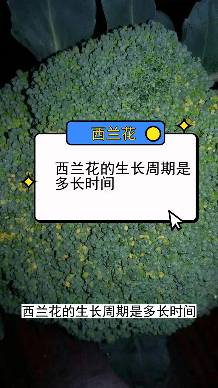 西兰花的生长周期是多长时间