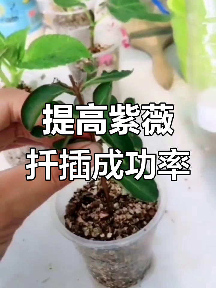 紫薇花扦插技巧,提高成活率