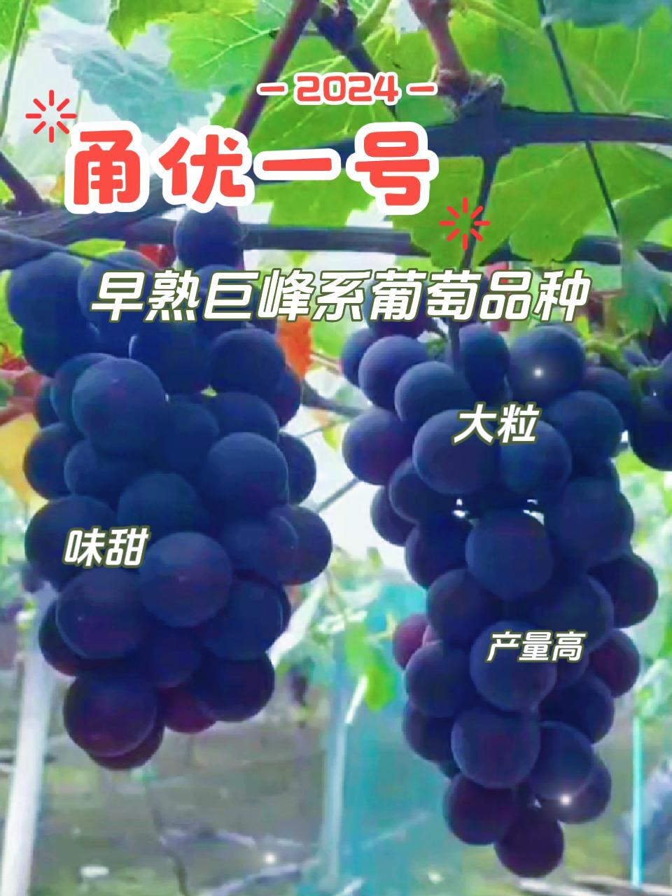 适合大棚栽培的高效早熟葡萄品种巨峰系甬优一号葡萄苗前景好 葡萄