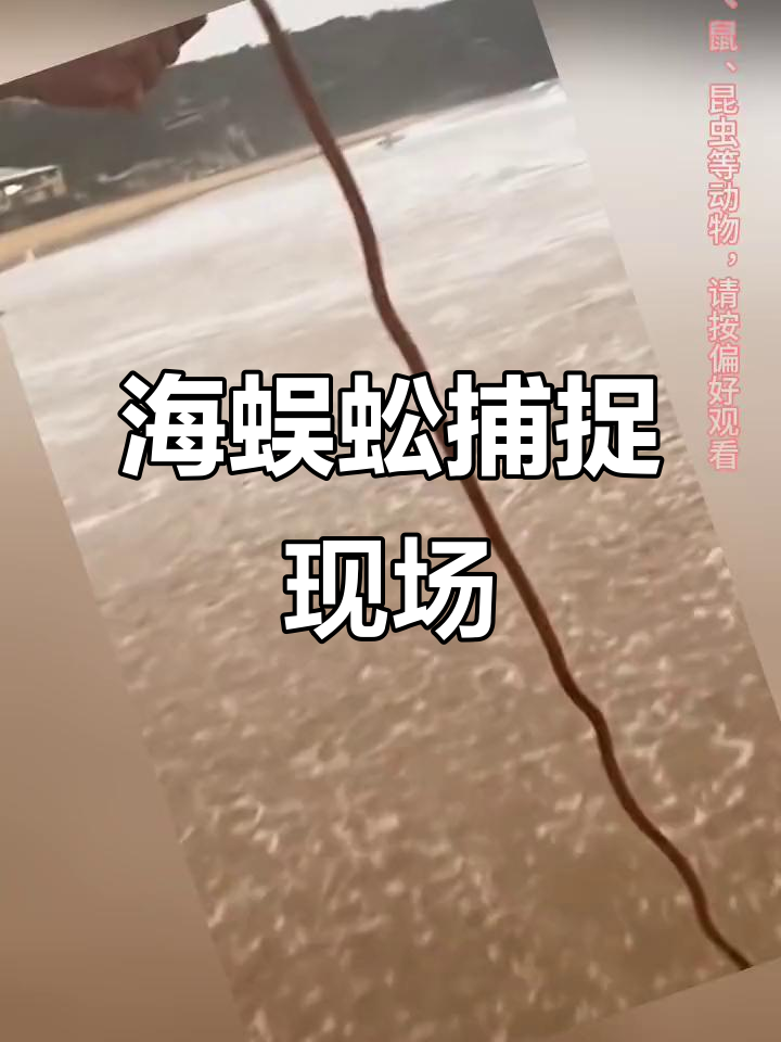 渔民捕捞海蜈蚣,五一假期实拍!