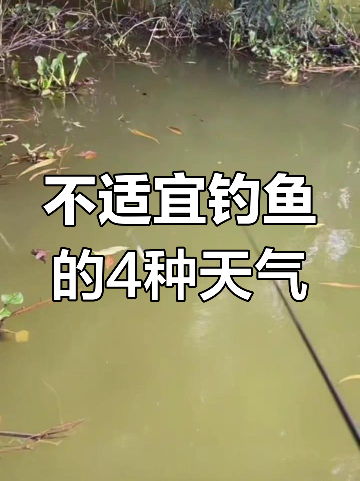 钓鱼的天气