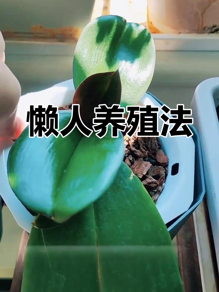 懒人养殖什么最赚钱(一年四季不愁销路的生意)
