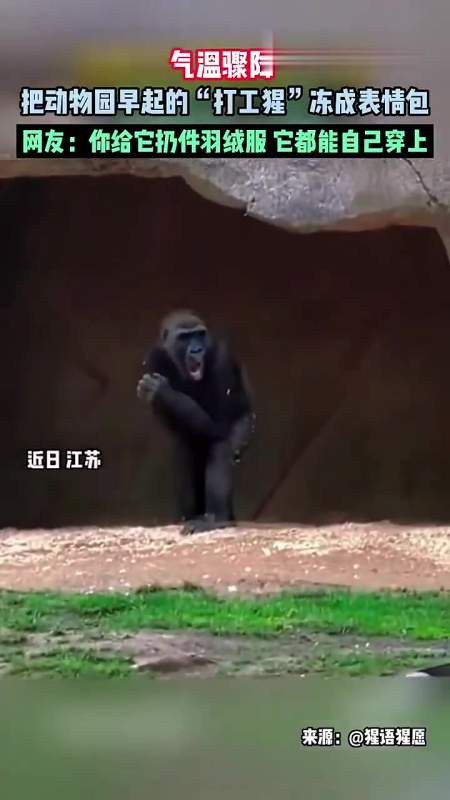 气温骤降把动物园早起上班的猩猩都冻成表情包网友你给它扔件羽绒服它