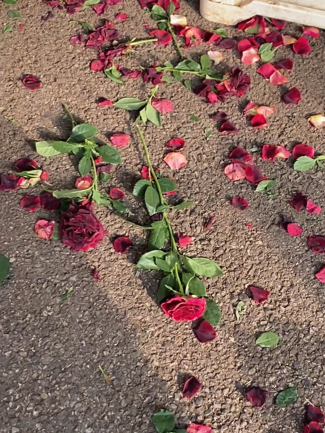 散落一地的玫瑰花瓣,有种莫名的破碎感