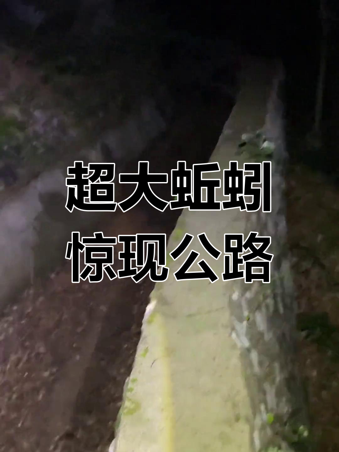 户外探险发现巨型蚯蚓,手臂粗的家伙真让人惊讶