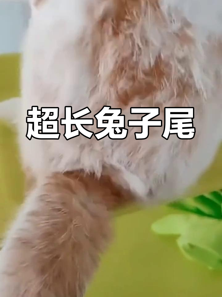 兔子的尾巴超长,萌到不行!