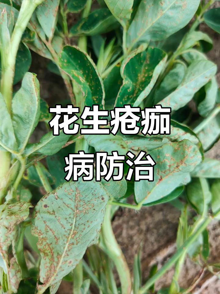 花生疮痂病防治技巧,雨季前后喷药效果显著