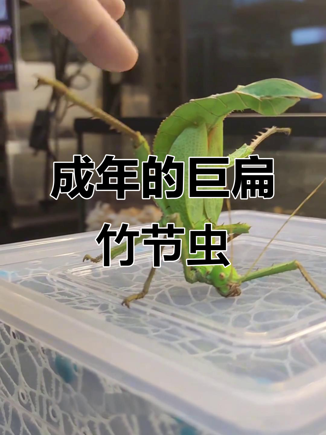 巨扁竹节虫成体揭秘,重如装甲车!