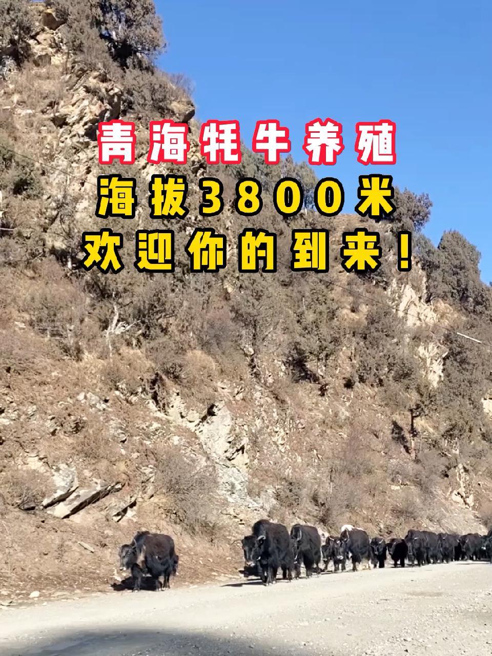 青海牦牛养殖基地,欢迎你的到来 野牦牛 牧场 牧区 自然 牦牛-度小视