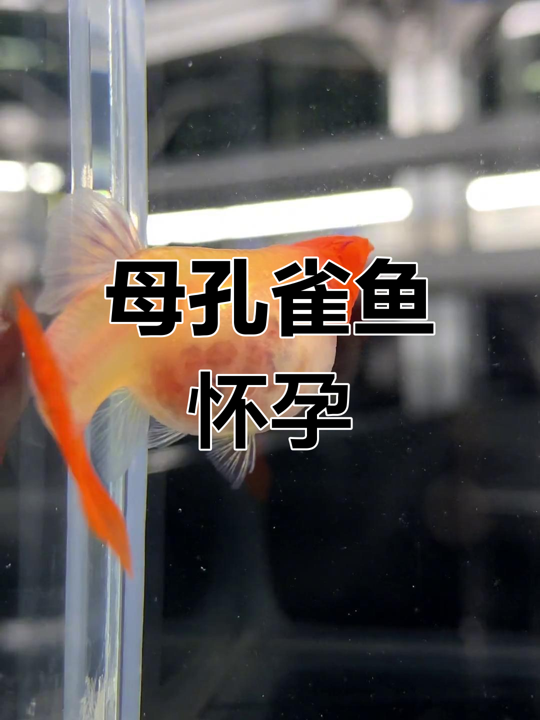 玻璃体孔雀鱼怀孕,小鱼可见