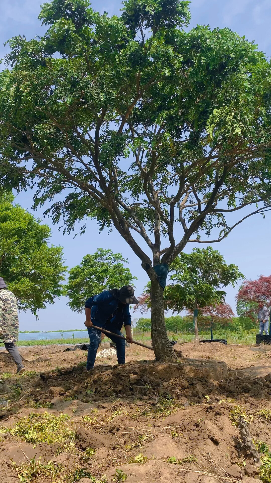 各种规格黄杨树