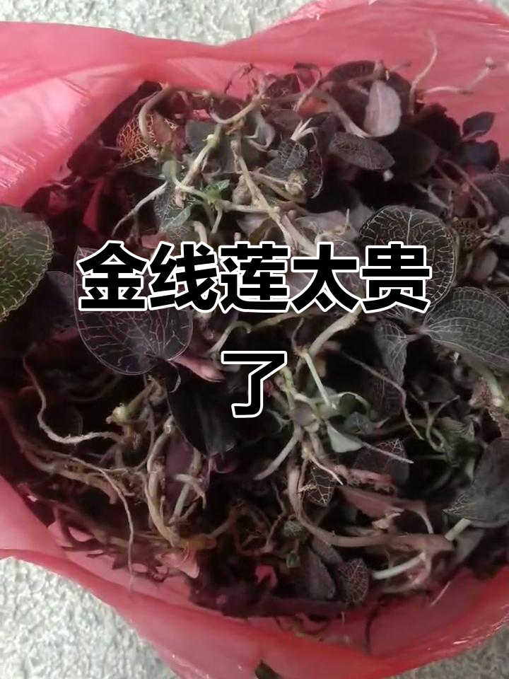 900块一斤的金线莲,值不值?