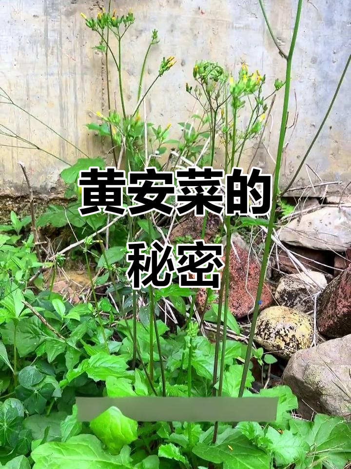 农村常见的黄安菜,竟然有这种神奇恢复力!