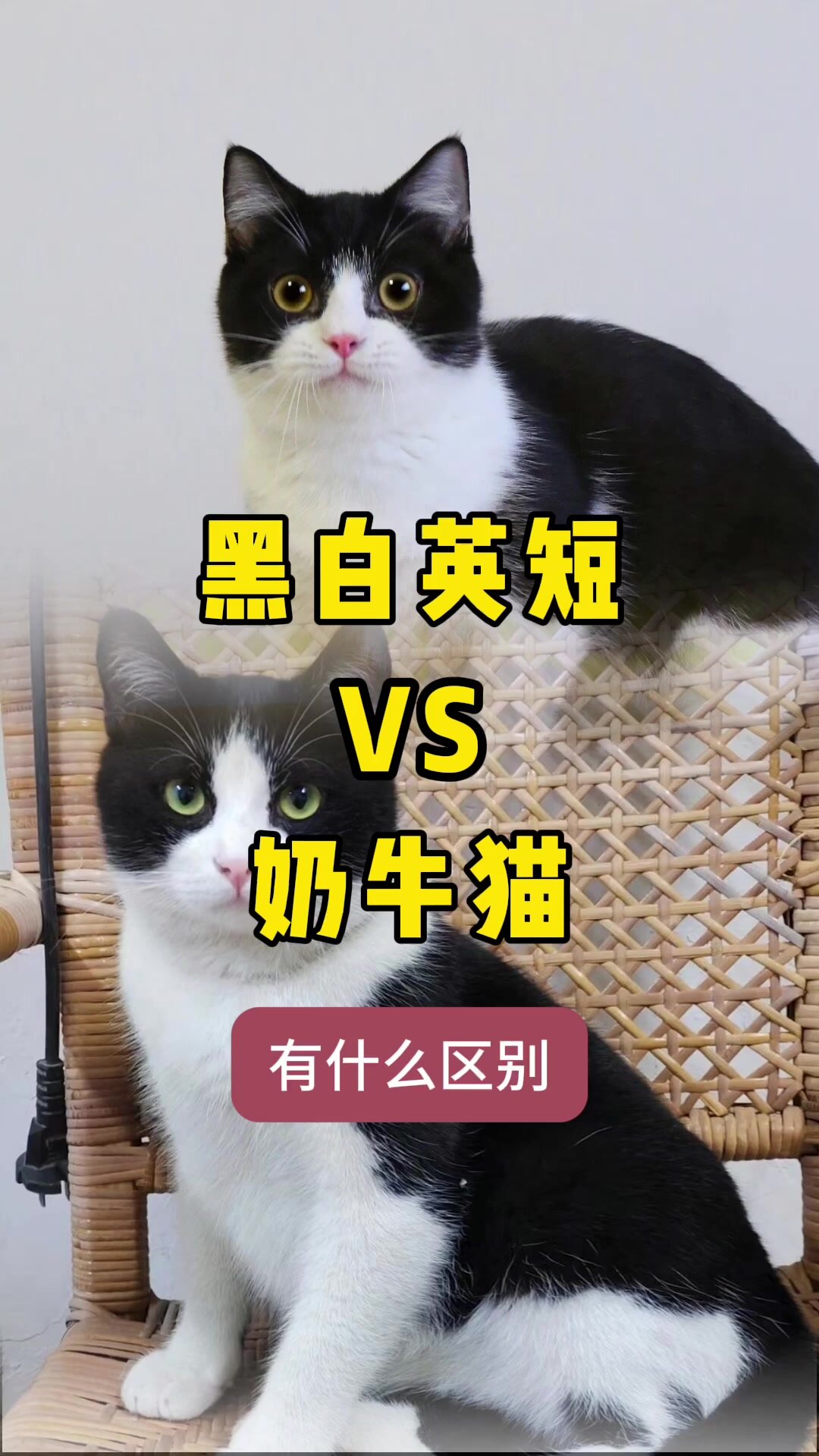 奶牛猫和奶牛猫后代图片