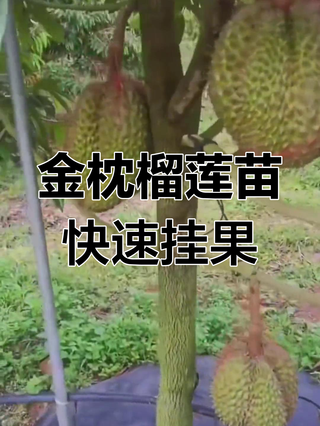 湖南种植榴莲成功图片