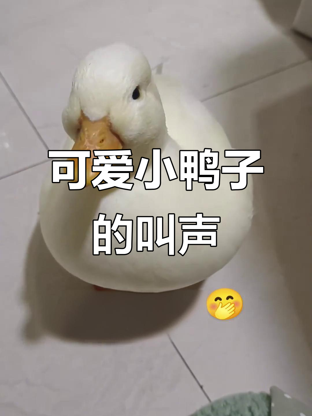 小鸭子嘎嘎叫,萌态十足