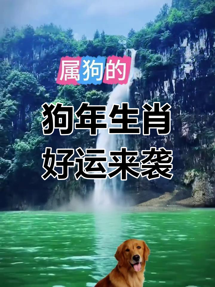 生肖属狗的牛年运势(属狗牛年运势及运程)