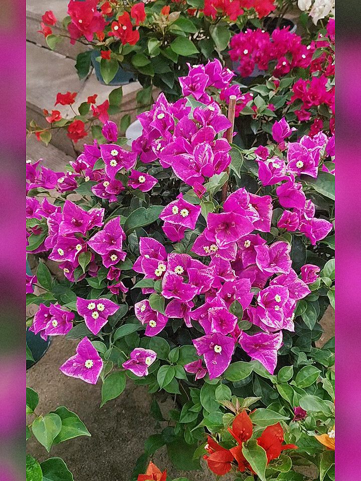 紫蝴蝶(六翼天使)三角梅好看吗?