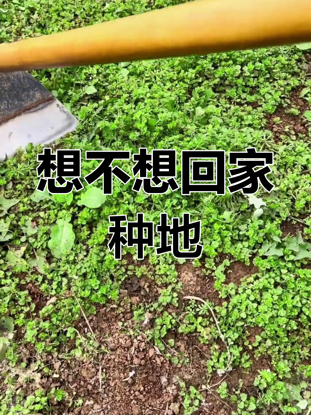 听到锄头的声音,是不是想回家种地了?