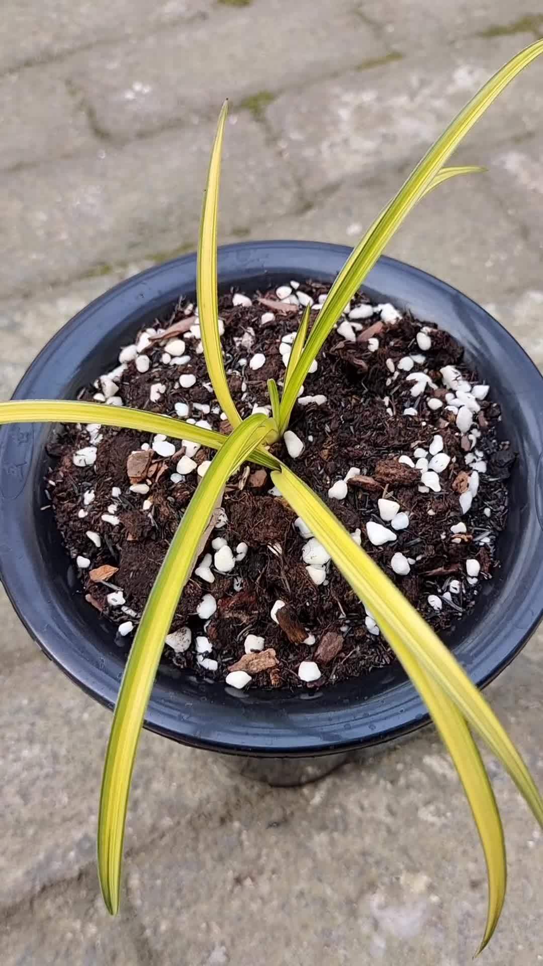 新品蕙兰散斑中透,颜色金黄绿遍漂亮,稳定品种慢慢养苗 兰花 爱生活爱