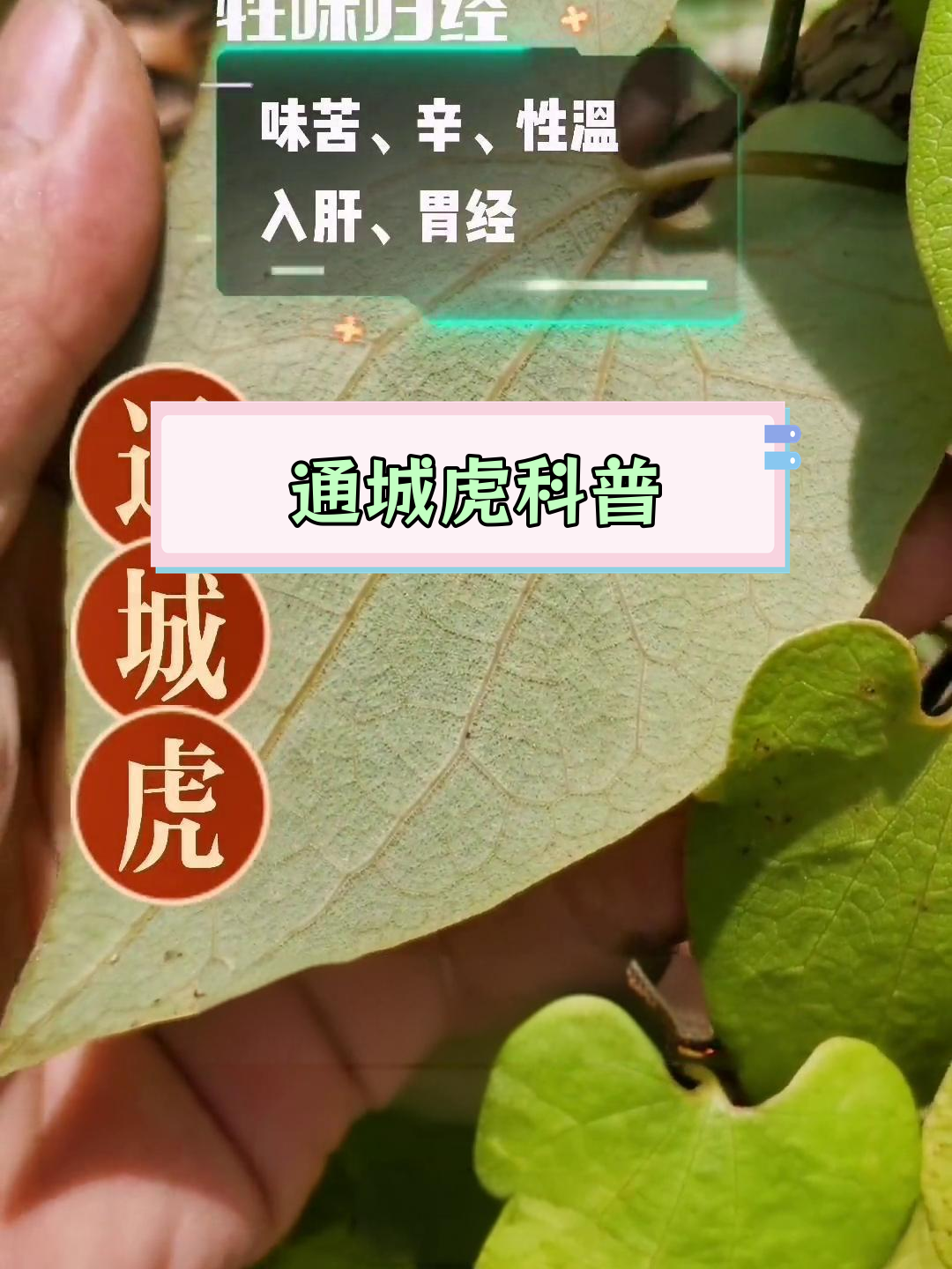 通城虎薛刚图片