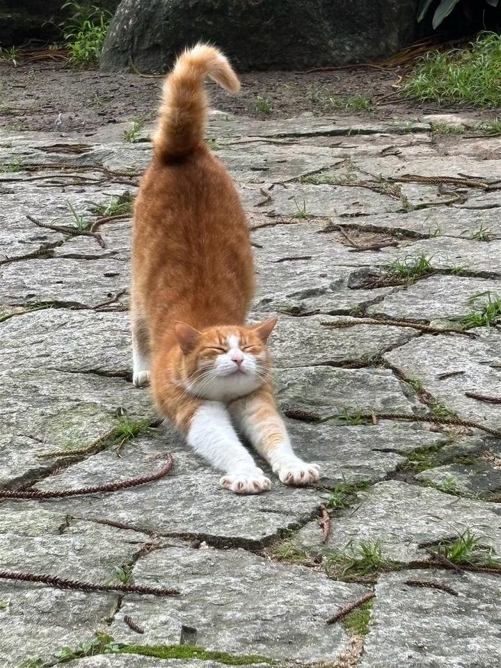 植物园的猫猫,伸懒腰超可爱