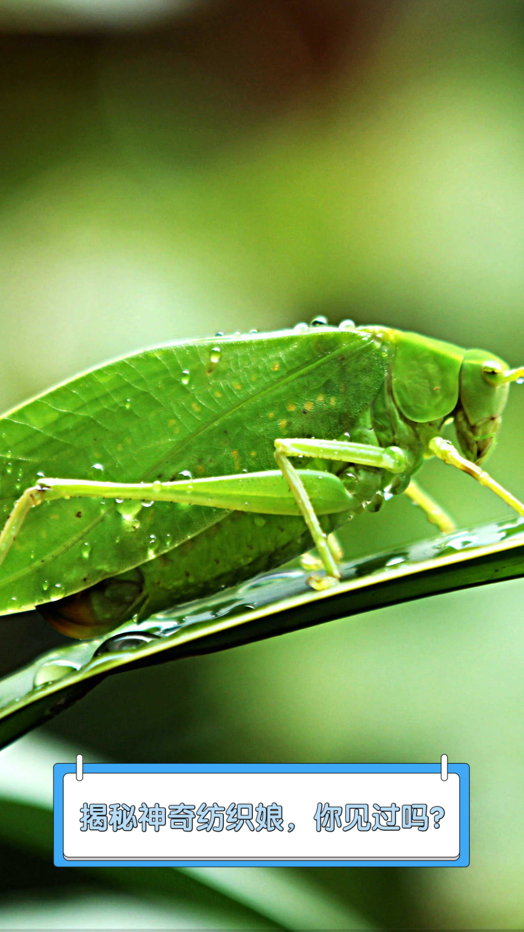 揭秘神奇纺织娘,你见过吗?