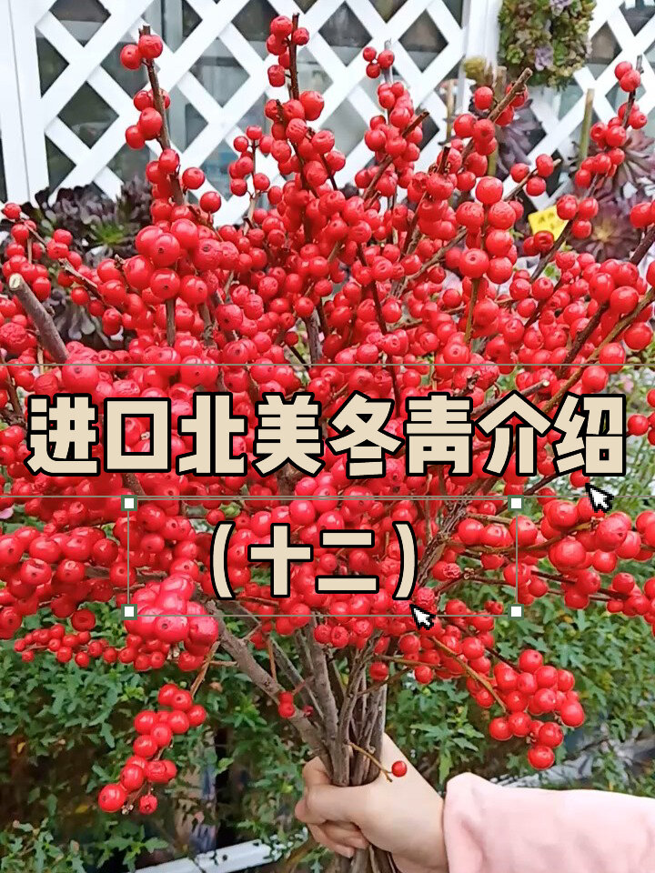 北美冬青深度解析如何选购如何养护