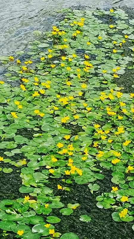 参差荇菜 随手一拍都是美景 愿所有的美好和期待都能如约而至 我负责