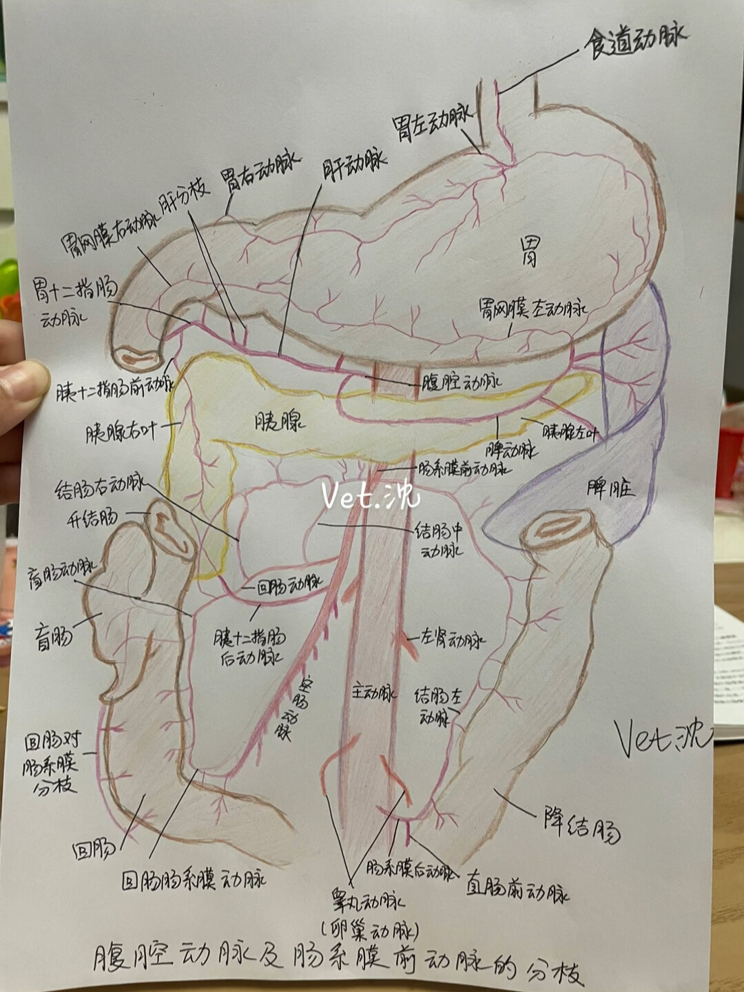 手绘犬腹腔动脉及肠系膜前动脉分支