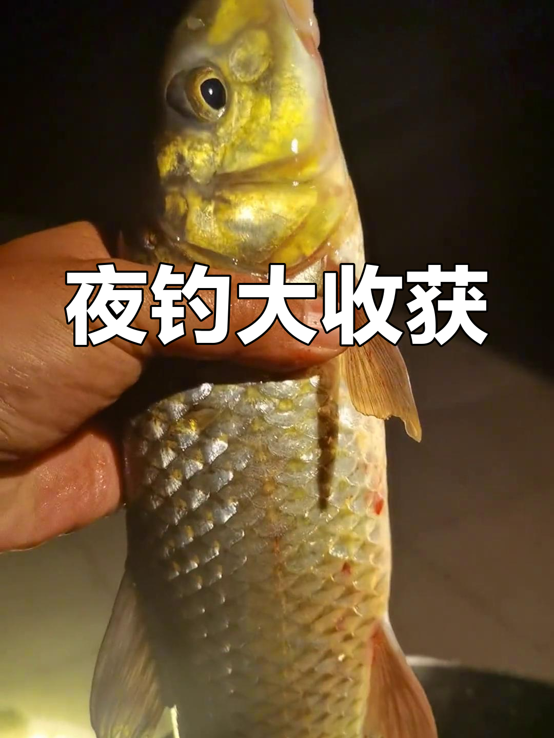 昨晚钓到一斤竹鱼,茅坂资源丰富,欢迎来试试!