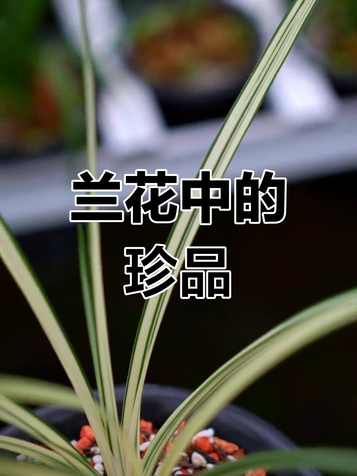 蕙兰秀香锦:多艺合一的传世之宝