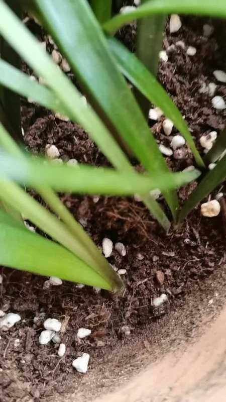 不是韭菜,是用种子种的朱顶红幼苗 朱顶红 朱顶红种球-度小视