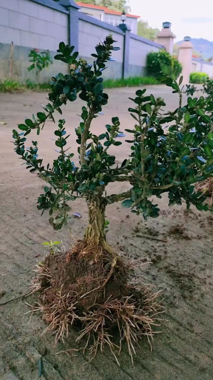 龙鳞黑珍珠黄杨原产地图片