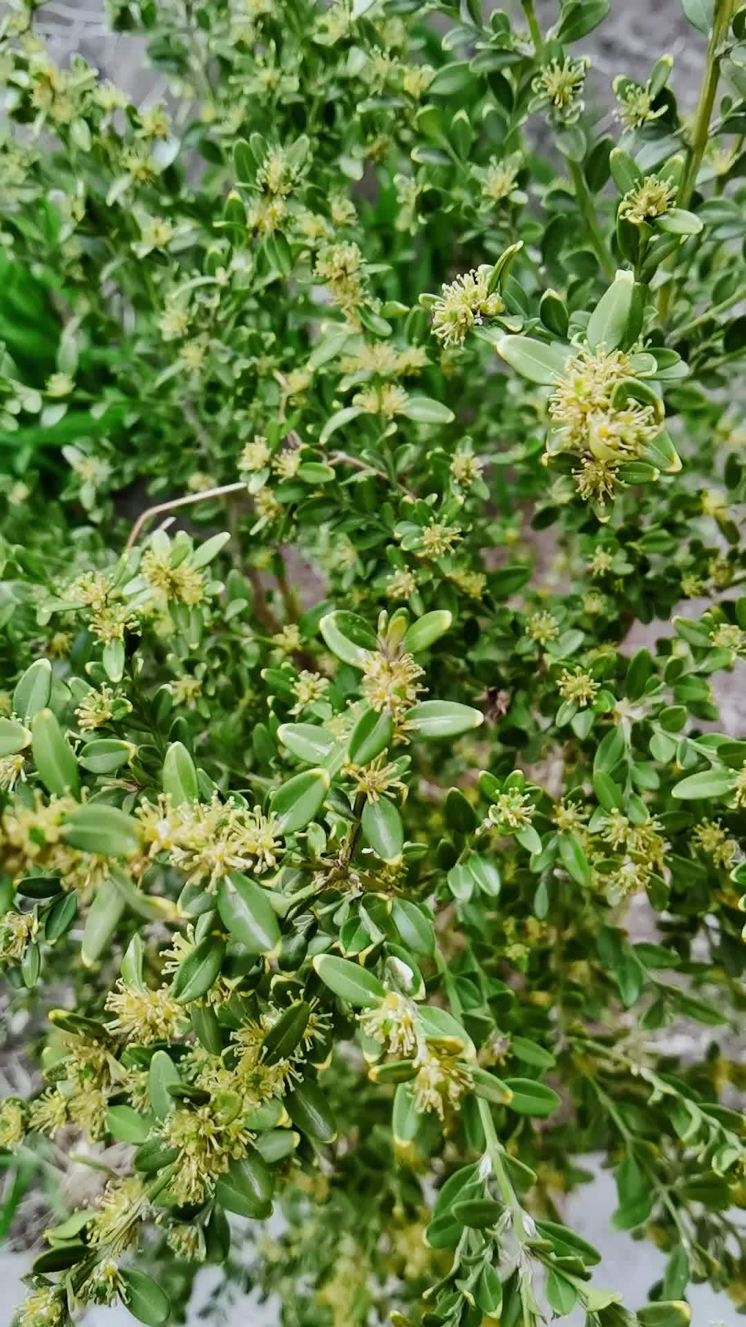 北海道黄杨开花图片