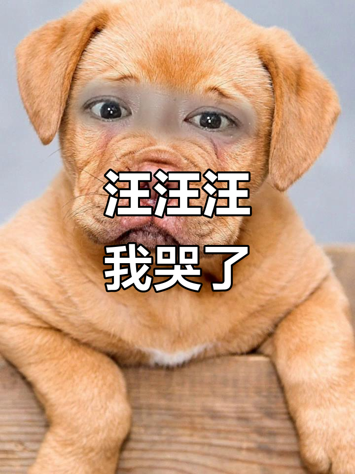 狗狗委屈汪哭,太可爱了!