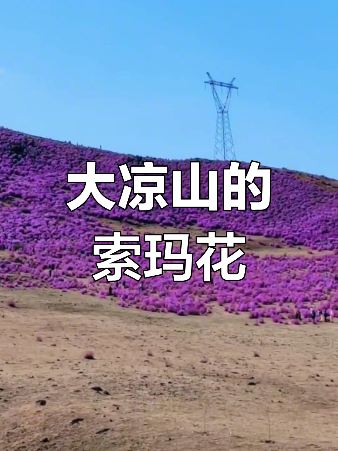 走进大凉山,遇见美丽索玛花