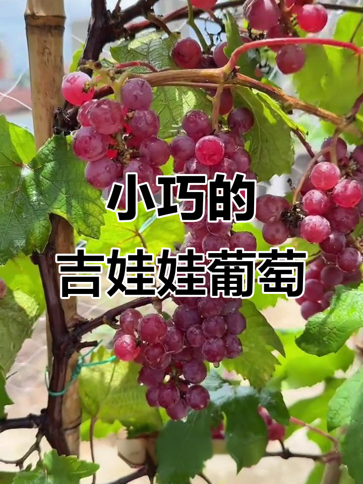 吉娃娃葡萄:小盆种大果,雨天也能结出美味