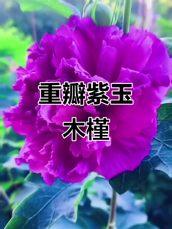 紫玉木槿花盛开,重瓣美丽惊艳