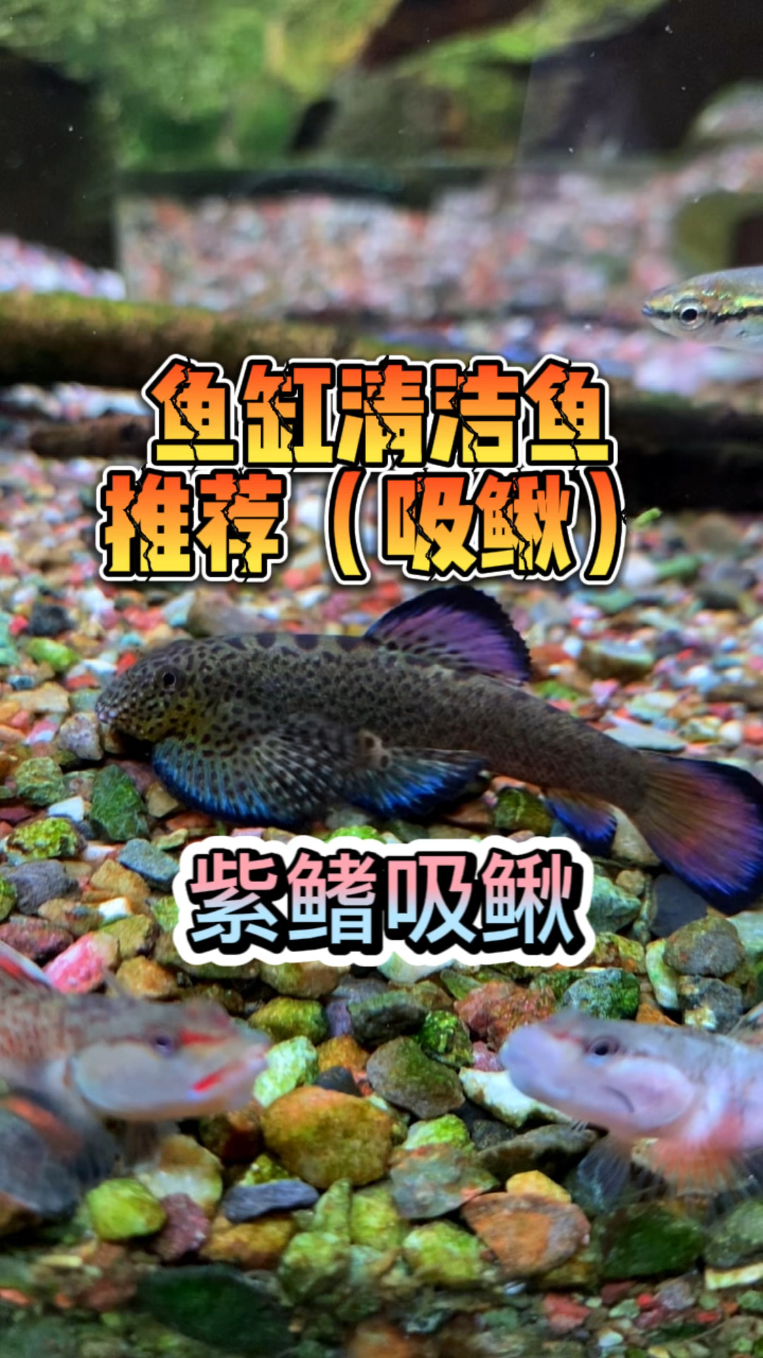溪流原生鱼紫鳍吸鳅鱼缸清洁工具鱼专吃藻类