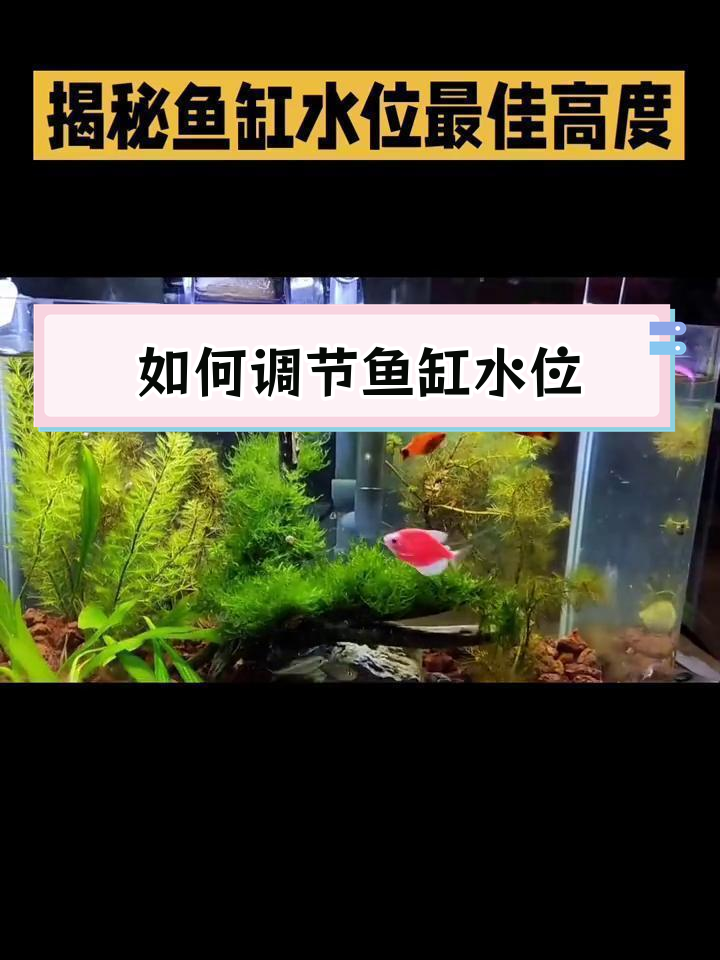 鱼缸出水口最佳位置图图片