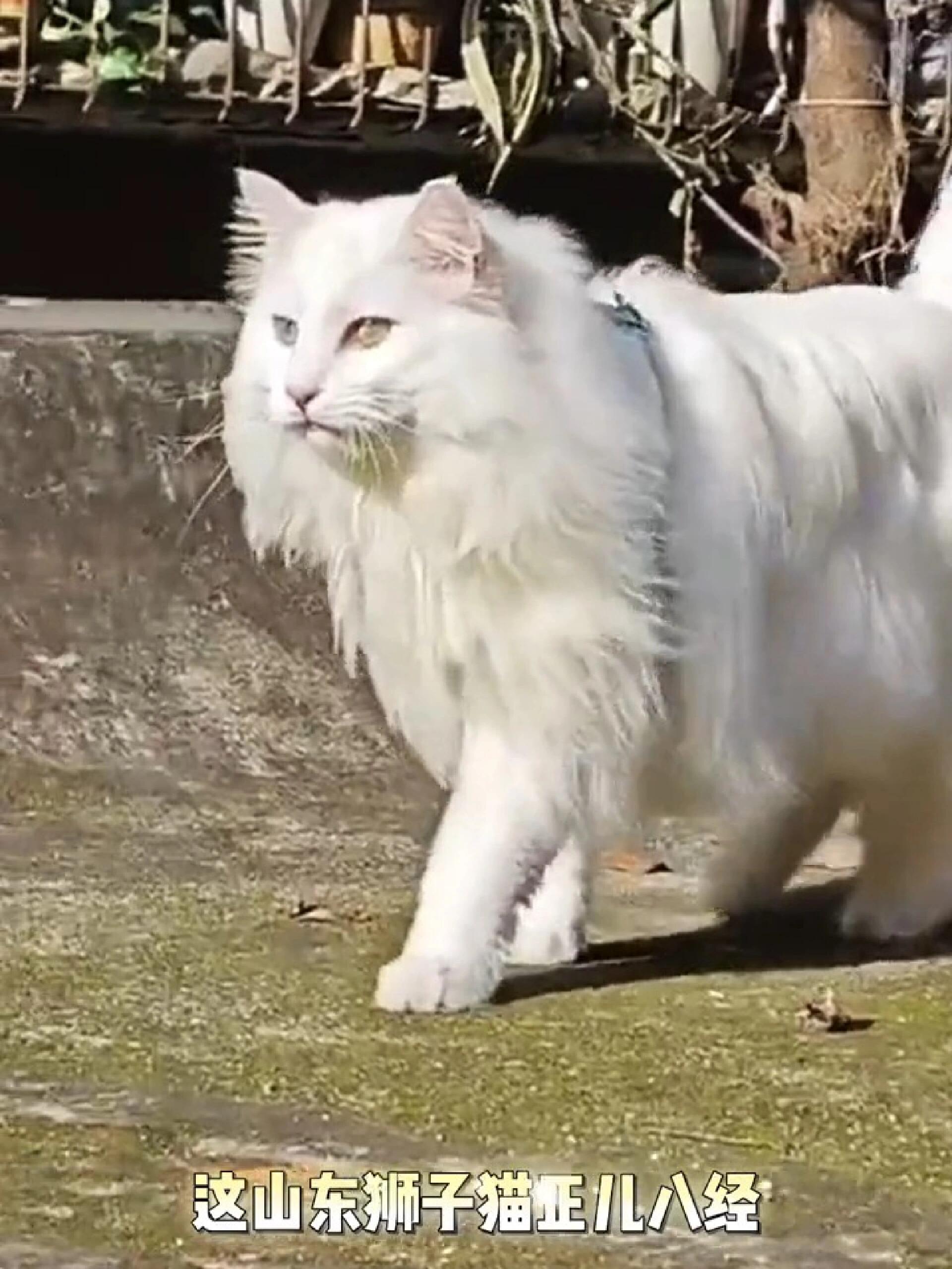 中国最好的田园猫品种狮子猫