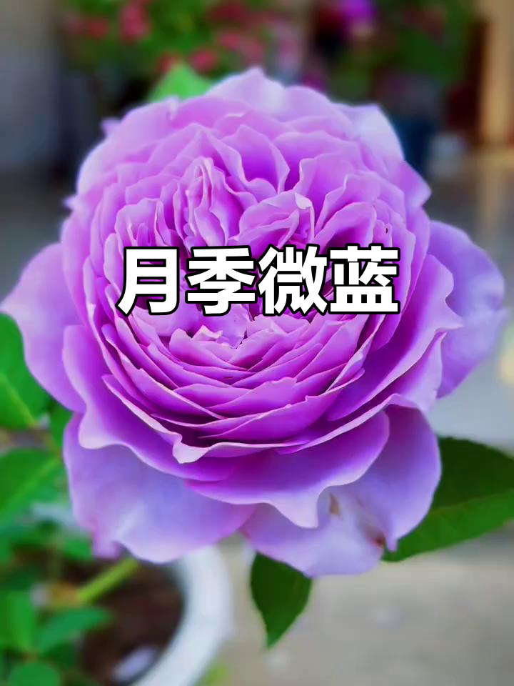 微蓝月季:清新香气与美丽花朵的完美结合