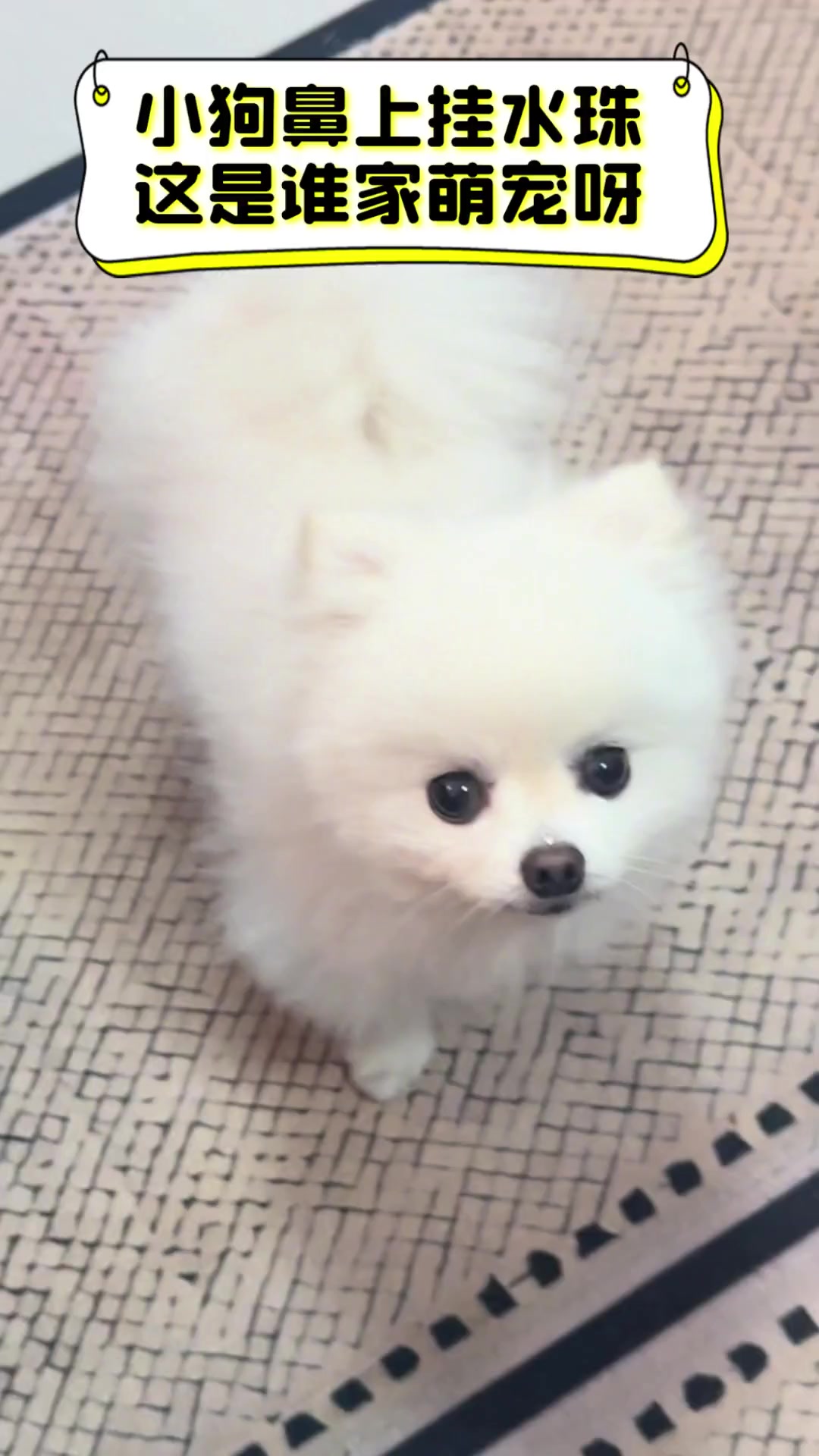 小狗鼻上挂水珠,这是谁家萌宠呀