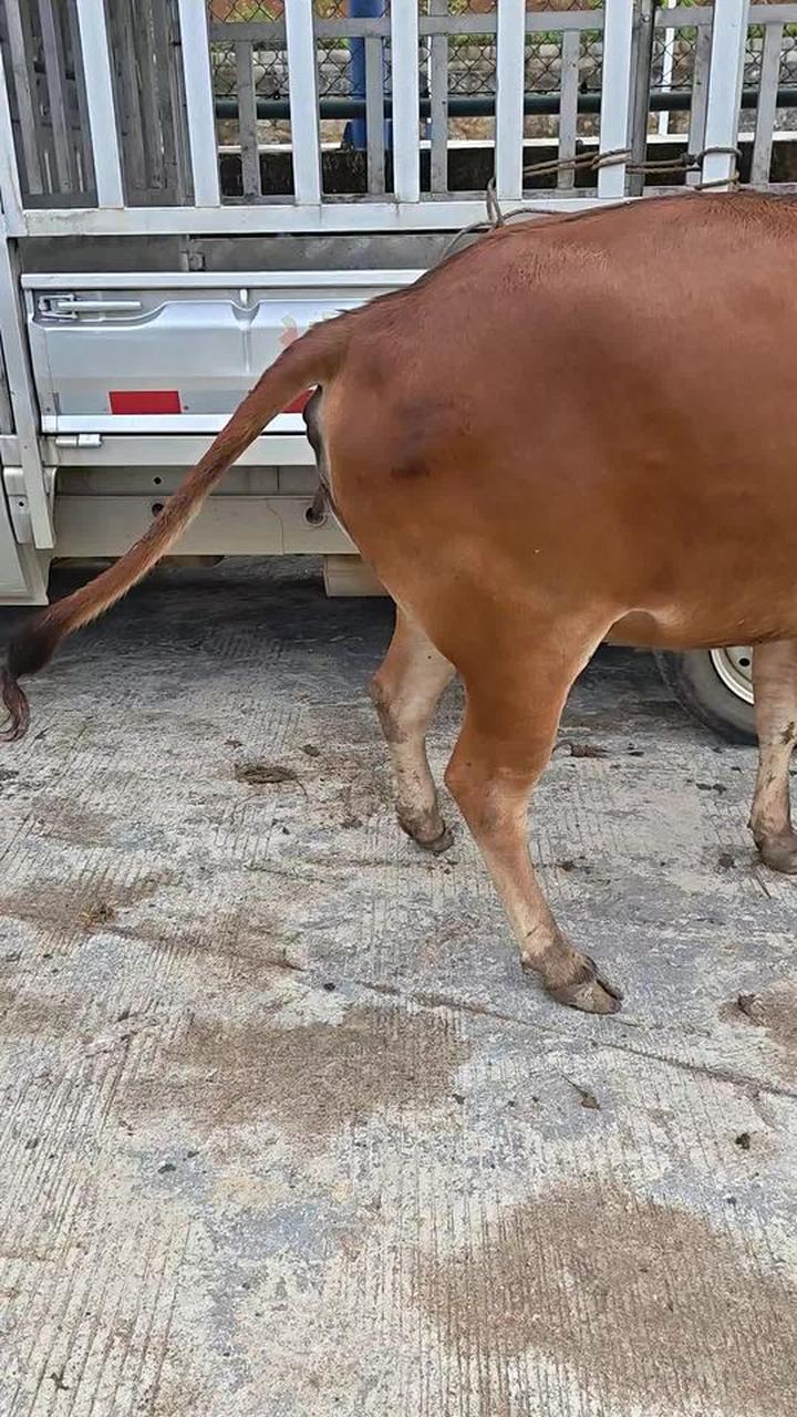 求购一头毛色如利木赞,骨架大的种公牛