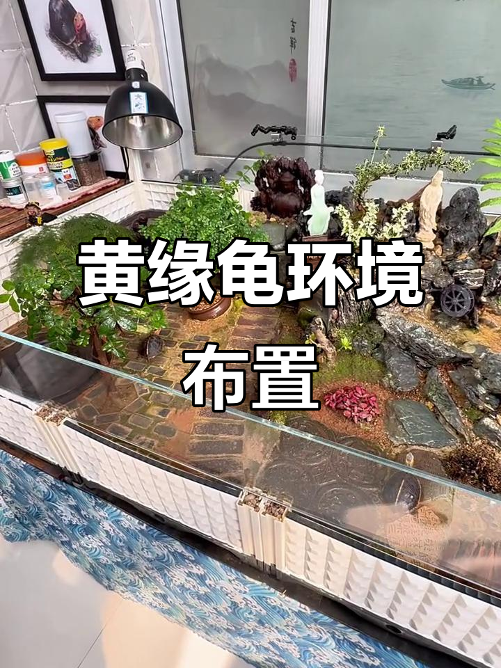 黄缘闭壳龟水陆缸造景,打造自然栖息地
